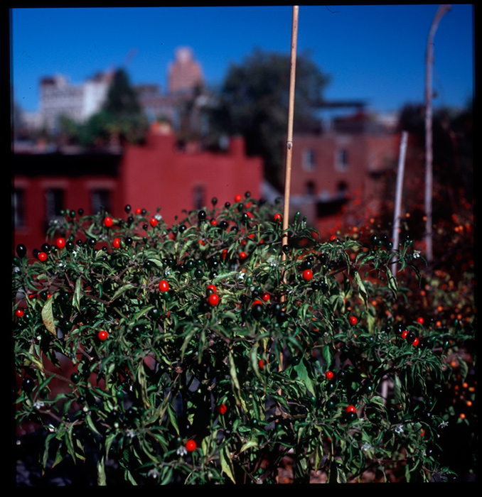 rooftop chile garden